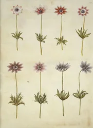 Anemone pavonina (anémona-pavão)