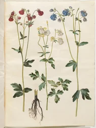 Aquilegia vulgaris (colombina comum)