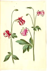Aquilegia vulgaris (colombina comum)