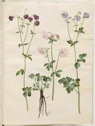Aquilegia vulgaris (colombina comum)