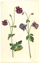Aquilegia vulgaris (colombina comum)