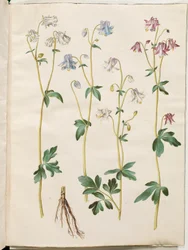 Aquilegia vulgaris (colombina comum)