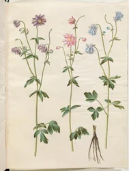 Aquilegia vulgaris (colombina comum)
