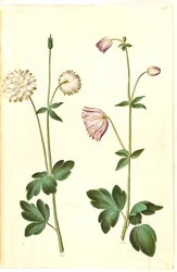 Aquilegia vulgaris (colombina comum)