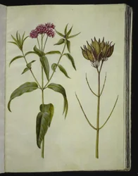 Asclepias incarnata (rosa-silkeplante)