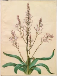 Asphodel ramosus (narciso verde)