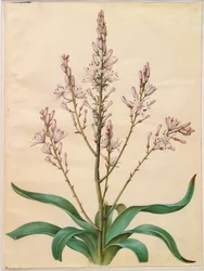 Asphodelus ramosus