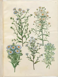 Aster amellus (virgens-ásteres); Symphyotrichum novi-Belgii (ásteres de nybelgisk); Symphyotrichum da Nova Inglaterra (ásteres de nyengelsk); Symphyotrichum dumosum (pude-ásteres); Symphyotrichum ericoides (lyng-asters)