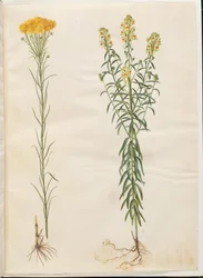 Aster linosyris (ásteres de cabelo dourado); Linaria vulgaris (boca de bacalhau comum)