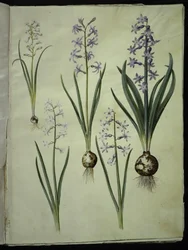 Brimeura amethystina (azul pireneus); Jacinto Oriental (Jacinto Almindelig)
