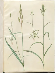 Cevada Bromus (blød hejre); Phalaris arundinacea