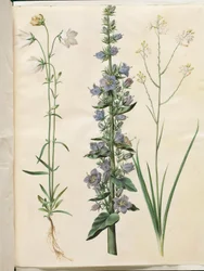 Campanula persicifolia (smalbladet kloke); Sino piramidal (piramida-klokke); Anthericum ramosum (grenet edderkopurt)