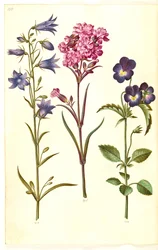 Campanula rotundifolia (sininho); Silene viscaria (cravo de alcatrão comum); Viola tricolor (amor-perfeito comum)