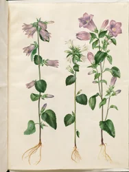 Campanula trachelium (sino de urtiga); Campânula média (sino de maria)