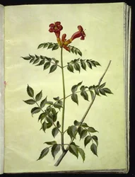 Campsis radicans (flor de trombeta comum)