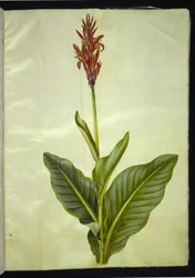 Canna indica (canna comestível)