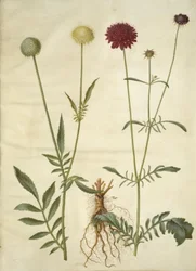 Cephalaria leucantha (cabeça de escama branca); Scabiosa atropurpurea (flor viúva)