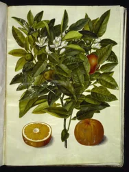 Citrus sinensis (laranja)