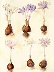 Colchicum autumnale