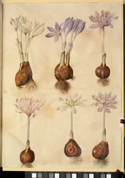 Colchicum autumnale