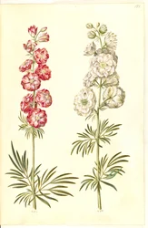 (ter-ridderspore)