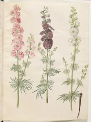 (ter-ridderspore)