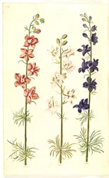 (ter-ridderspore)