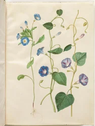 Convolvulus tricolor (saia de solteira); Ipomoea purpurea (magnólia roxa)