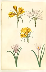 Açafrão estreitofolius (açafrão dos Balcãs); Crocus versicolor (alpe-crocus); Primavera açafrão (?) (vår-krokus)