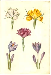 Açafrão de primavera (vår-krokus); Açafrão estreitofolius (açafrão dos Balcãs); Bulbocodium vernum (?) (vår-lysblomst)