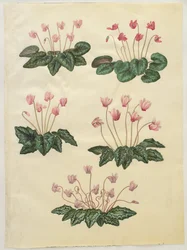 Cyclamen purpurascens; Cyclamen hederifolium