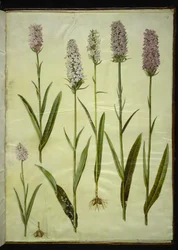Dactylorhiza maculata (erva de cuco manchado)