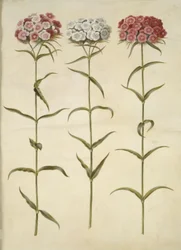 Dianthus barbatus (cravo estudante)