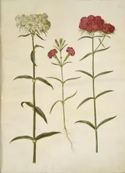 Dianthus barbatus (cravo estudante); Dianthus (espécie de cravo)