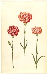 Dianthus caryophyllus (cravo de jardim)