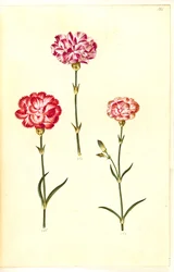 Dianthus caryophyllus (cravo de jardim)
