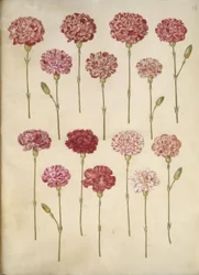 Dianthus caryophyllus (cravo de jardim)