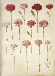 Dianthus caryophyllus (cravo de jardim)