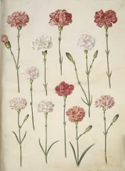 Dianthus caryophyllus (cravo de jardim)