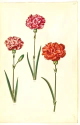 Dianthus caryophyllus (cravo de jardim)