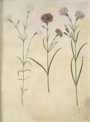Dianthus plumarius (cravo de penas)