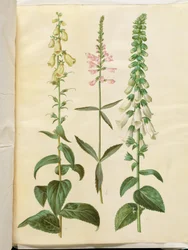 Digitalis grandiflora (dedaleira de flores grandes); Physostegia virginiana (Physostegia virginiana); Digitalis purpurea (dedaleira comum)