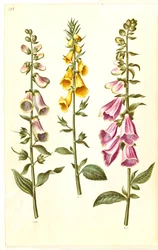 Digitalis purpurea (digitalis comum); Digitalis grandiflora (dedaleira de flores grandes)