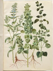 Dracocephalum moldavica (cabeça de dragão da Moldávia); Moluccella spinosa (torre copo funil); Melissa officinalis (erva-cidreira)