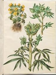 Eraneste inverno (ter sido); Helleborus verde (grøn nyserod); Helleborus stinkus (nyserod fedorento)