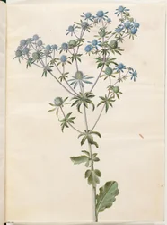 Eryngium plano (ter-mandstro)