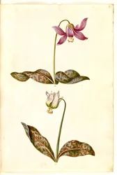 Erythronium dens-canis (dente de cachorro verdadeiro)