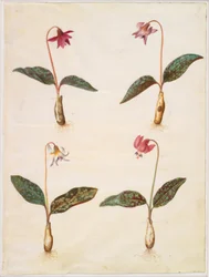 Erythronium dens-canis (dente de cachorro verdadeiro)