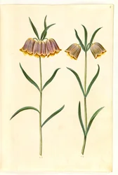 Fritillaria meleagris (ovo de víbora comum)