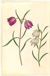 Fritillaria meleagris (ovo de víbora comum)